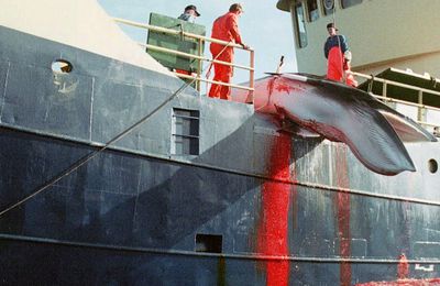 La Norvège massacre des baleines enceintes par...