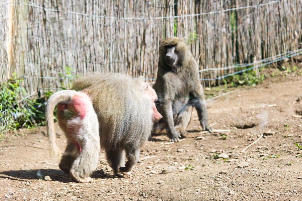 Les 3 petits réunionnais au Zoo de St Martin la Plaine