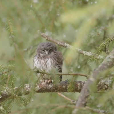 Les chouettes de montagne dans ‘’Nos amis sauvages’’