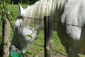 L’eau dans l’alimentation du cheval