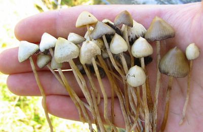  Les champignons hallucinogènes seraient 4 fois plus efficaces que les médicaments traditionnels contre la dépression 