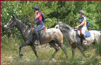 les chevaux , du poulain à la compétition...