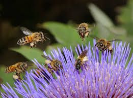 Un jour un conte  : La légende de la ruche et des abeilles