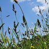 je regarde ma Bretagne comme un songe, le vent berce ces herbes de ses propres chimères!!!