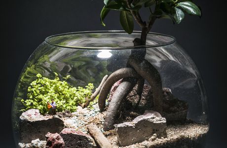 petit terrarium avec bonsai dans décors rocheux