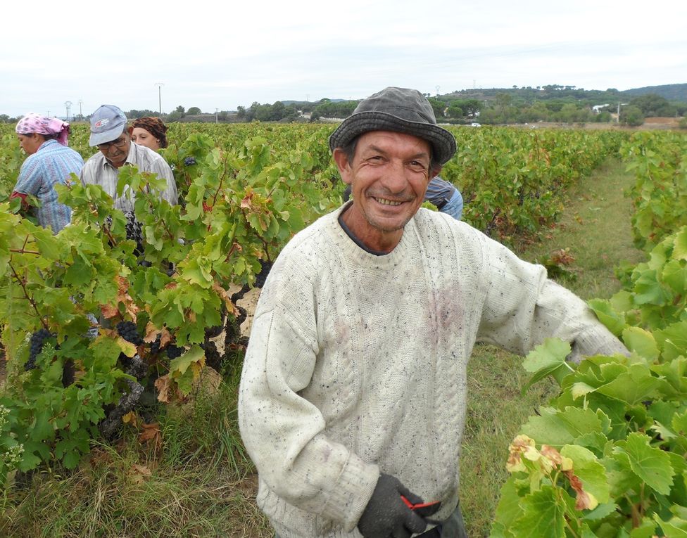 Album photos Vendanges  2013