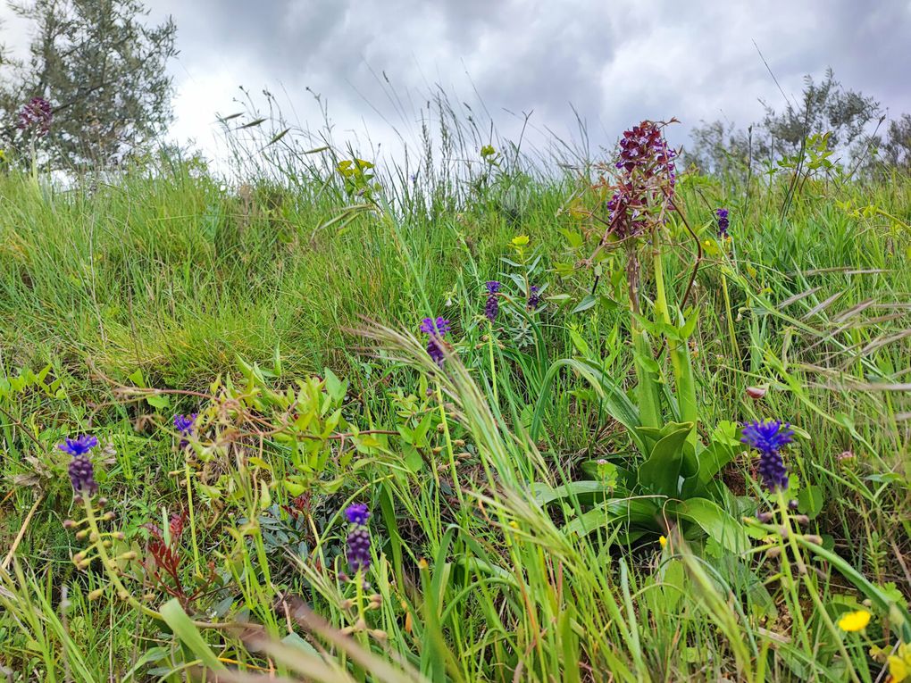 Muscari à toupet et premières orchidées. Bye bye Agel. Tu nous as offert de beaux paysages♥