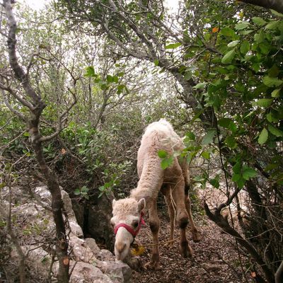 "Préparez les chemins du Seigneur"