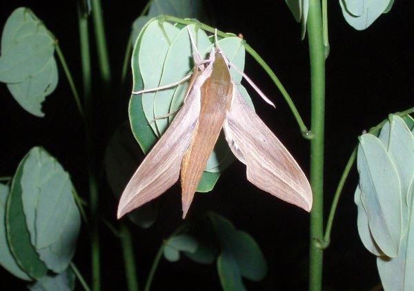 Photos des insectes que j'a pu trouver sur les routes de Floride