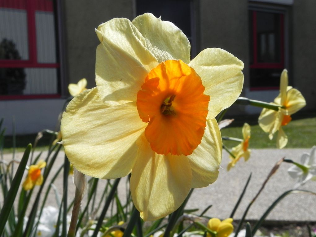 floraison, fleurs et jeunes pousses de printemps...
La nature s'éveille, et les jardins, parcs, bois laissent éclater une multitudes de couleurs, de senteurs, de formes.
La vie reprend son droit après l'hiver