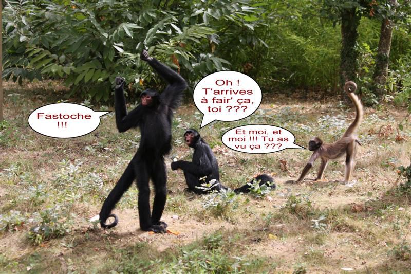 Album - HUMOUR-DE-SINGE