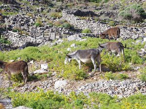 2019-07 Sud Rodos- Nord Karpathos.