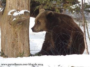 Braunbär im Schnee