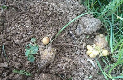 Des vieilles pommes de terre, des tubercules, une caissette en bois, de la terre. Un oubli de plusieurs semaines.... #nature #légumes #surprise 