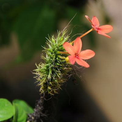 Fleur sans nom.