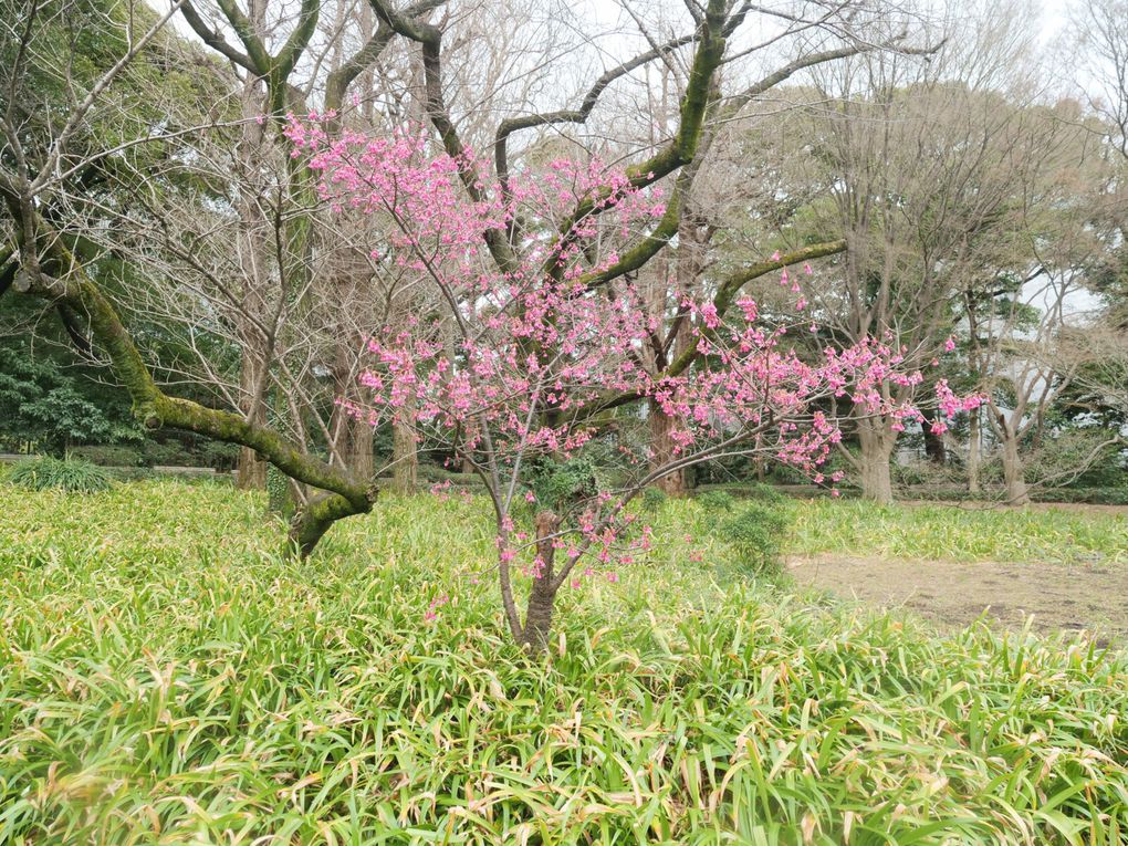 Le jardin est vraiment joli, moins en hiver mais quand même ! Et ces idiotes de carpe koï sont toujours là, évidemment...