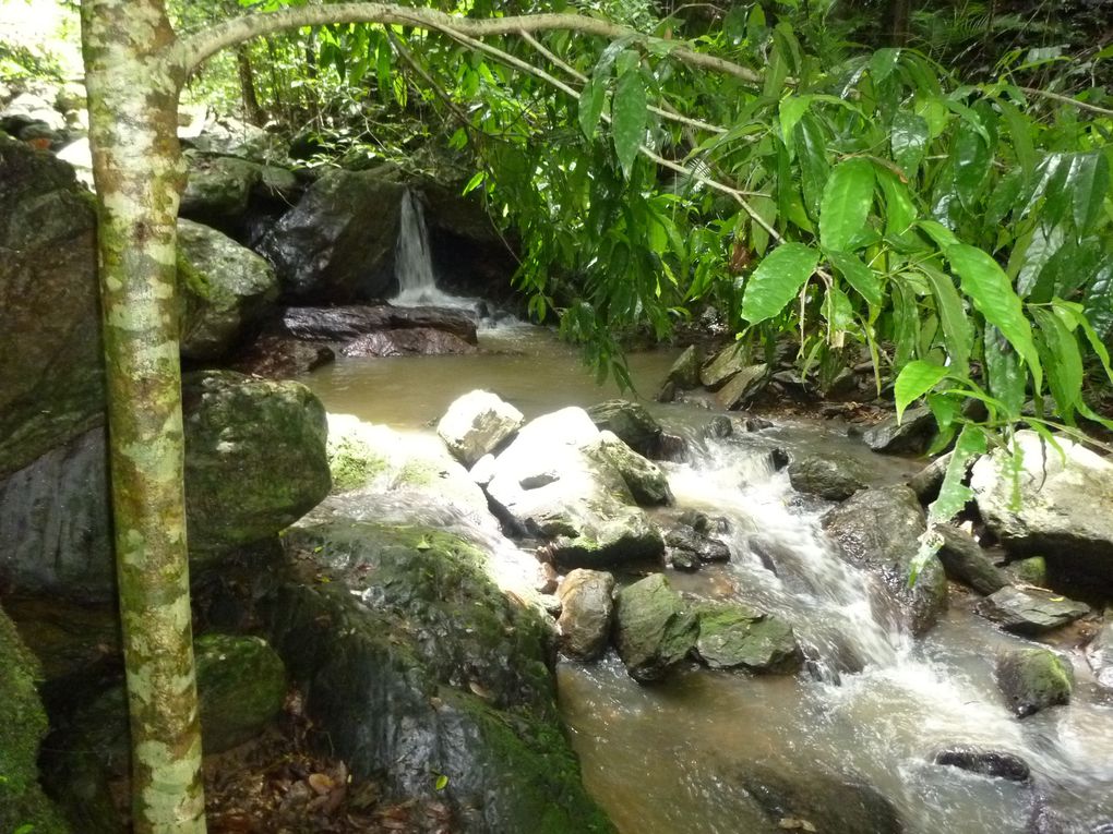 Album - Cairns---Rainforest.-Waterfalls--Beach