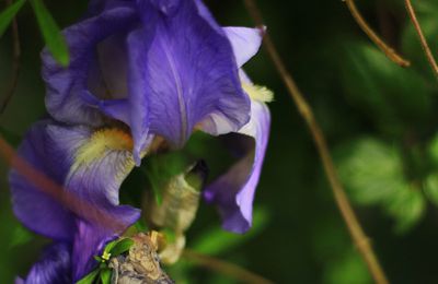 Macro : les fleurs