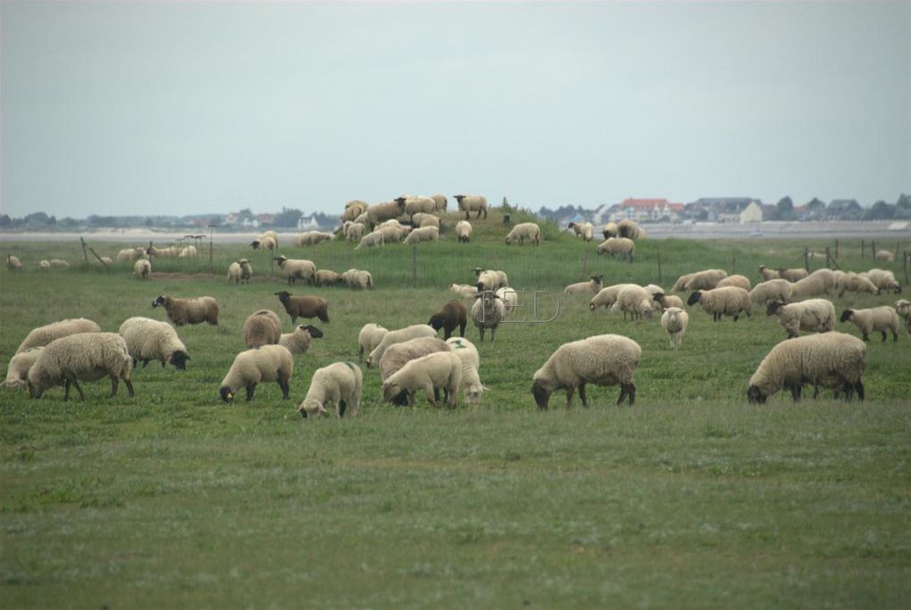 Séjour mai 2010 en Baie de Somme