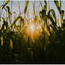 M. David Hula, agriculteur de Virginie, établit un nouveau record de rendement pour le maïs avec 391,58 quintaux/ha