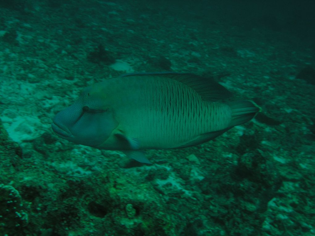 Safari mit der White Manta auf den Similan Island
18.01. - 22.01.2010