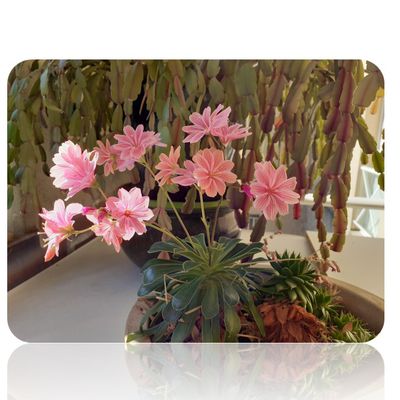 Peut-on multiplier le lewisia ?