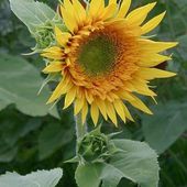 Sunflower (286705839).jpg