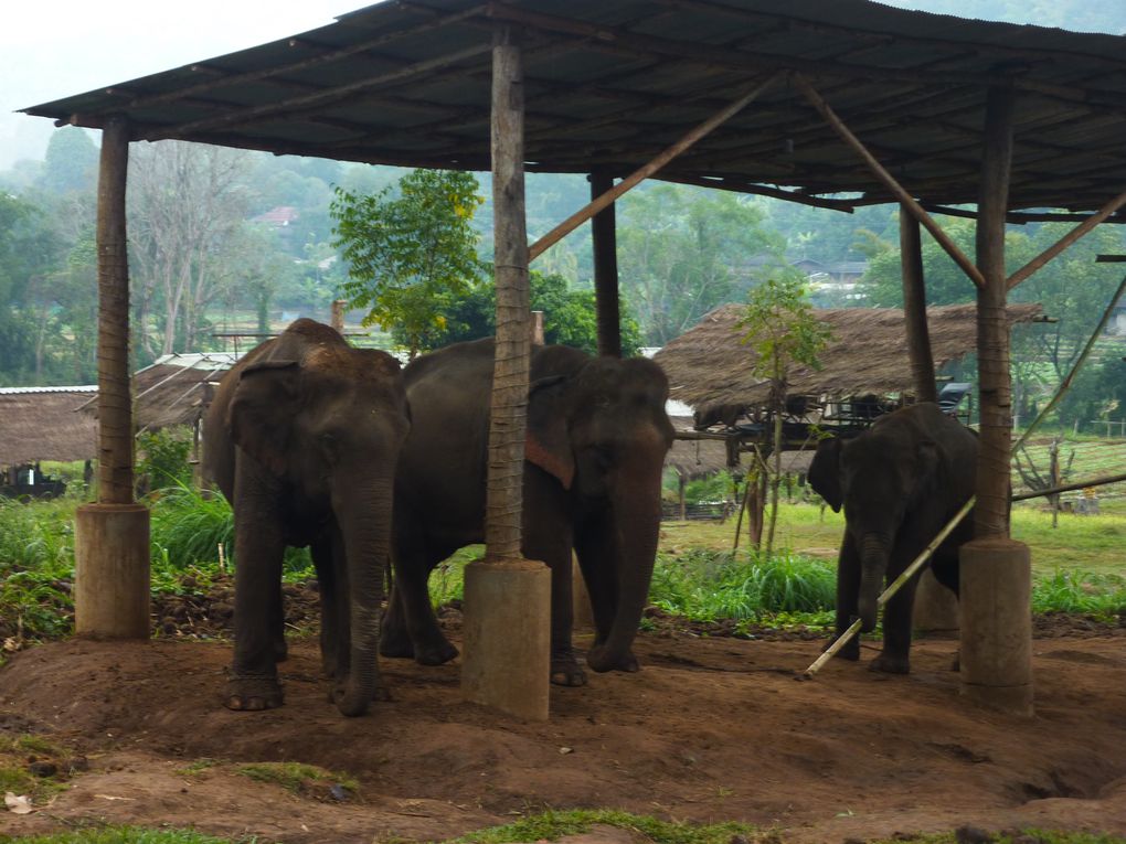 Depart pour le Nord Thailande.
Escale "obligee" a Chiang Mai. Visie de temples, nombreux dans la vieille ville. Training d'elephants.- Pai reggae fest