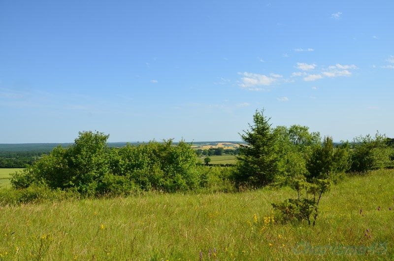 La colline des orchidées près d'Arbourse (Nièvre)
