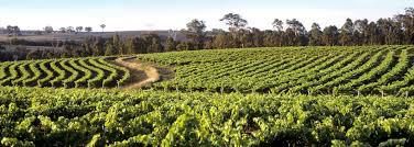 #Cabernet Sauvignon Producers New South Wales Vineyards Australia page 3