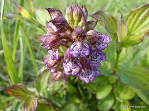 Les orchidées sauvages