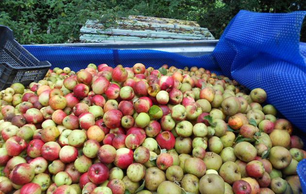 Ramassage des pommes en famille