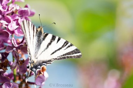 Pour en finir avec les papillons dans le lilas ...