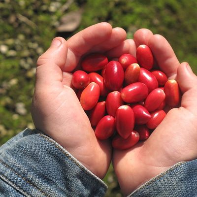 Ou acheter le fruit miracle (Synsepalum dulcificum) ?