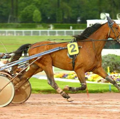 Quinté Vendredi à Vincennes : Falco Berry a des moyens