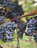 #Gamay Producers New Hampshire Vineyards