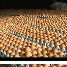 Scandale sanitaire : des millions d'œufs retirés de la vente en Europe