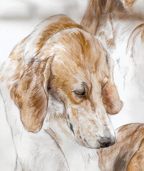 Lavis, aquarelles pastels et crayon aquarellable de chiens de meute