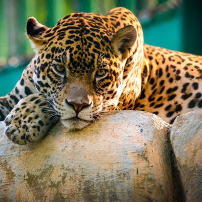 Jaguar - Félin - Regard - Photographie - Wallpaper - Free