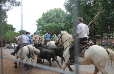 Abrivado de la féria d'Espéraza