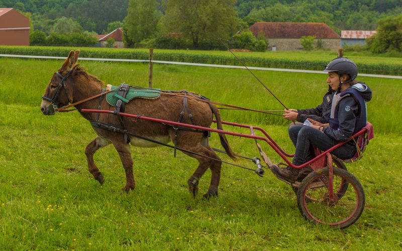 Âne de concours