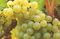 #White Blend Wine Producers Virginia Vineyards page 3