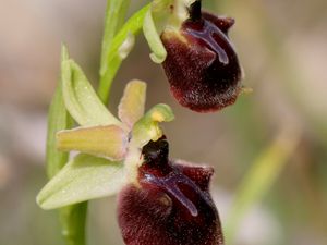 Ophrys x coulotii
