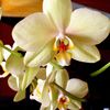 Orchidea 2011