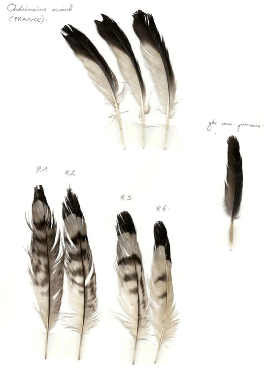 Album - Burhinidae-Charadriidae-Haematopodidae-Recurvirostridae