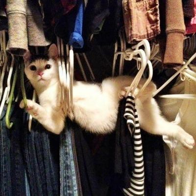 Photos de chats rigolos