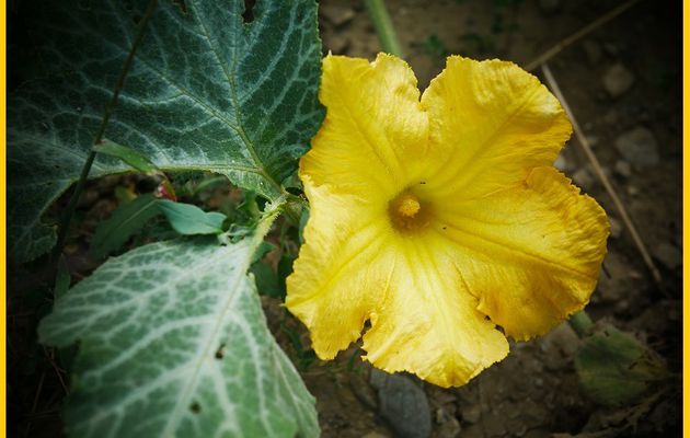 Photo : fleur de butternut