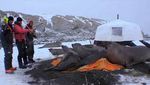 VIDEO. Des éléphants de mer saccagent la tente de caméramans en plein tournage