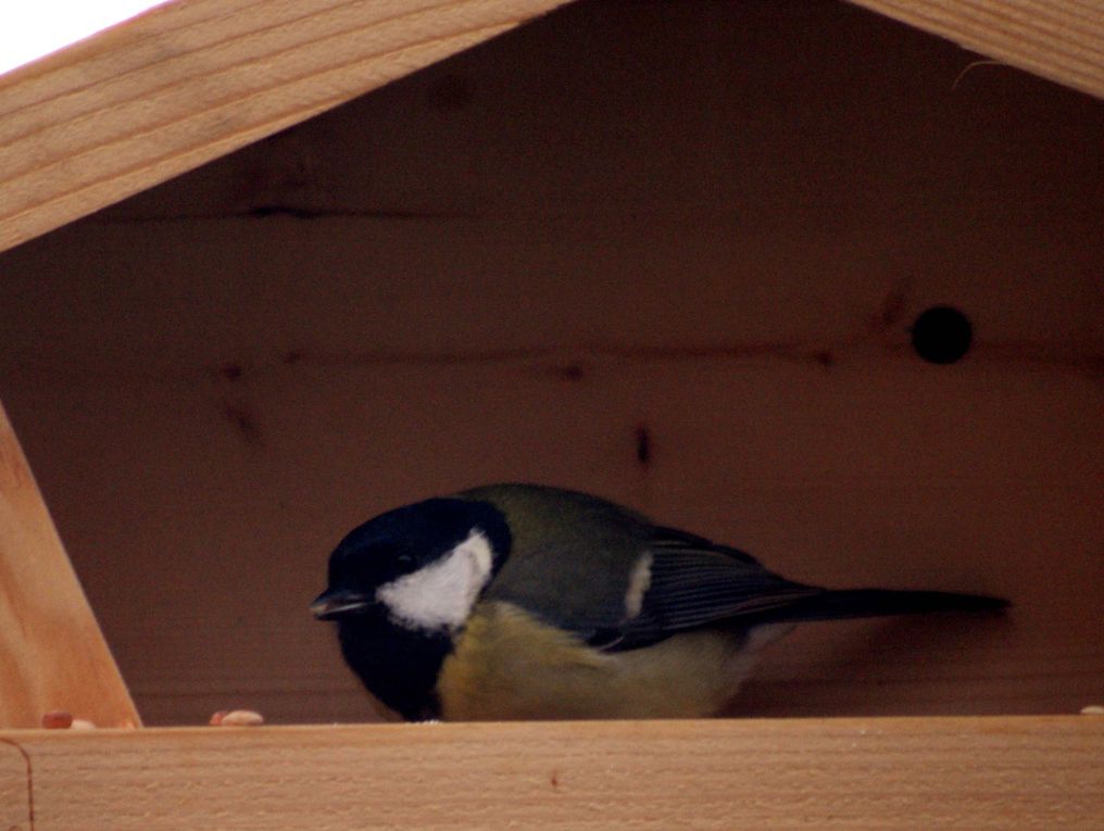 Photos d'animaux rencontrés au cours de mes balades mais aussi ceux qui fréquentent mon jardin.