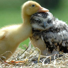 Un poussin chouette